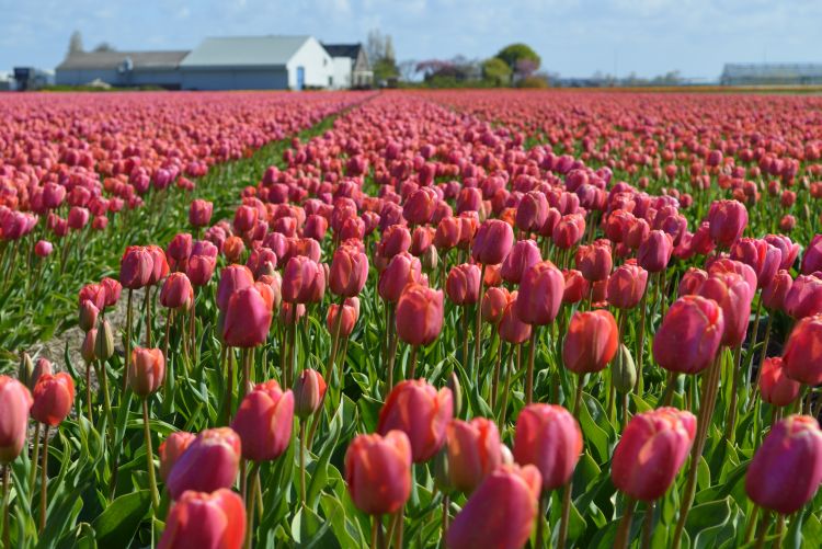 fietsen in de bollenstreek - roze bloemenzee
