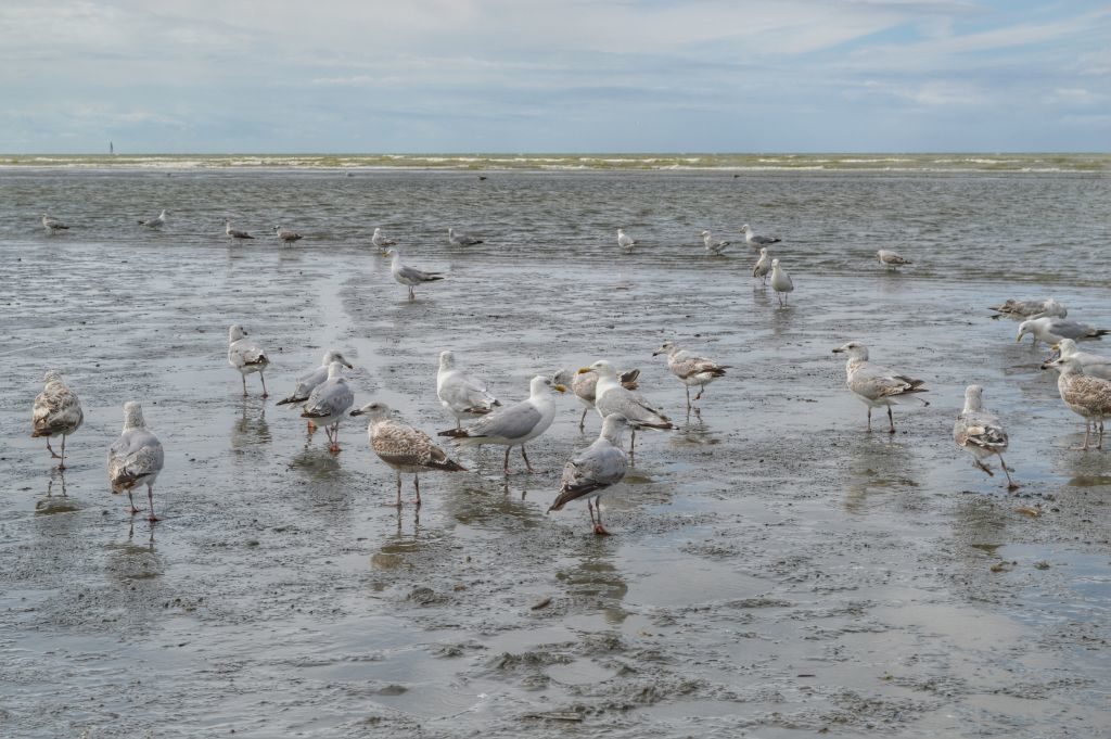 weekendje belgische kust oostduinkerke