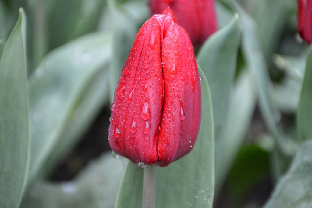 Tulpen Anna Paulowna