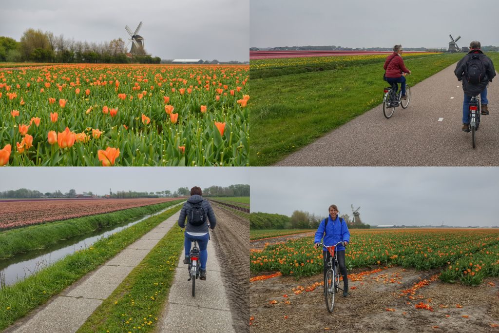 Bollenvelden Noord-Holland