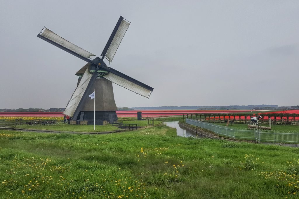 Bollenvelden noord-holland