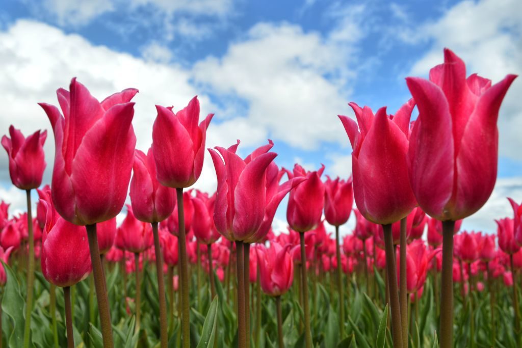 Tulpenvelden Nederland