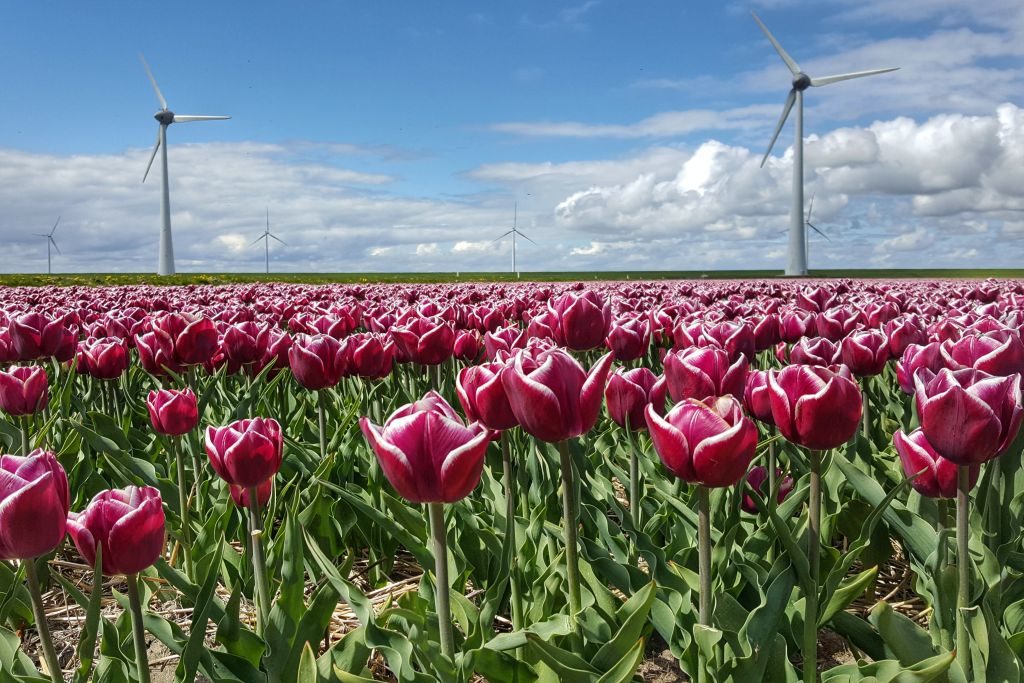 Tulpenvelden Noordoostpolder