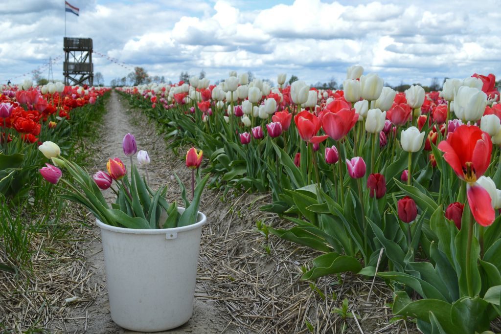 Tulpenpluktuin Marknesse