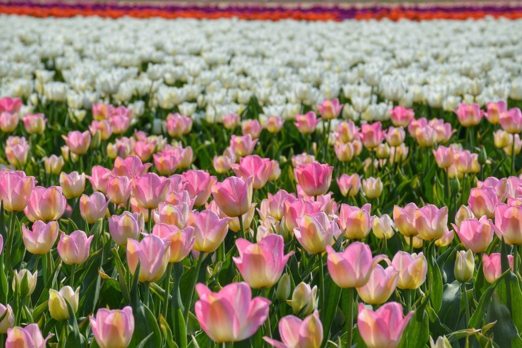 Mooie tulpenvelden Nederland