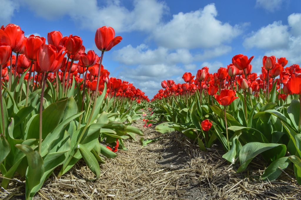 Tulpenvelden