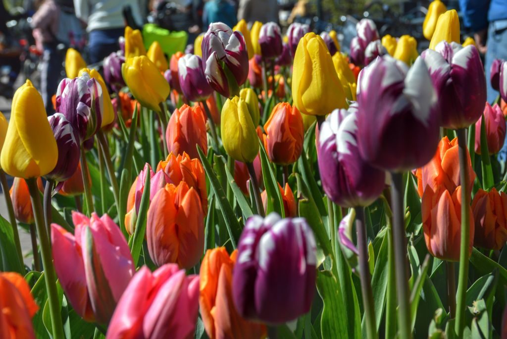 Tulpen uit Amsterdam