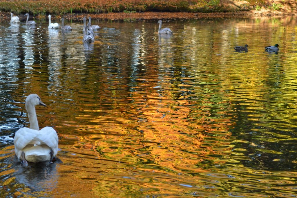 Kasteelvijver Renswoude