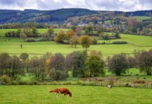 Leuke tips Ardennen