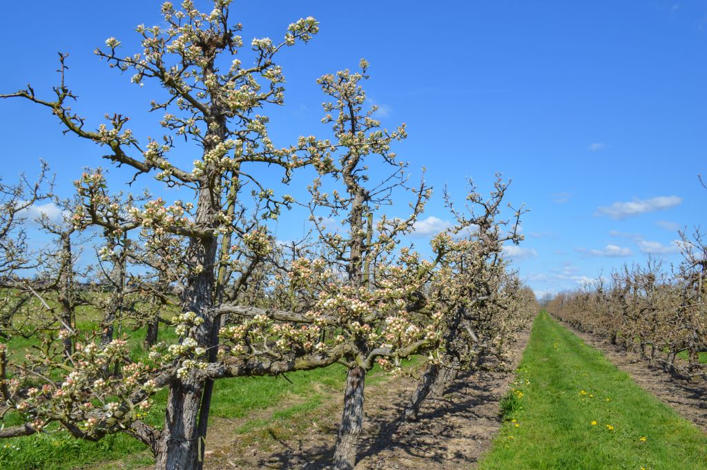 Mooie wandelroutes voorjaar: het Teisterbandpad