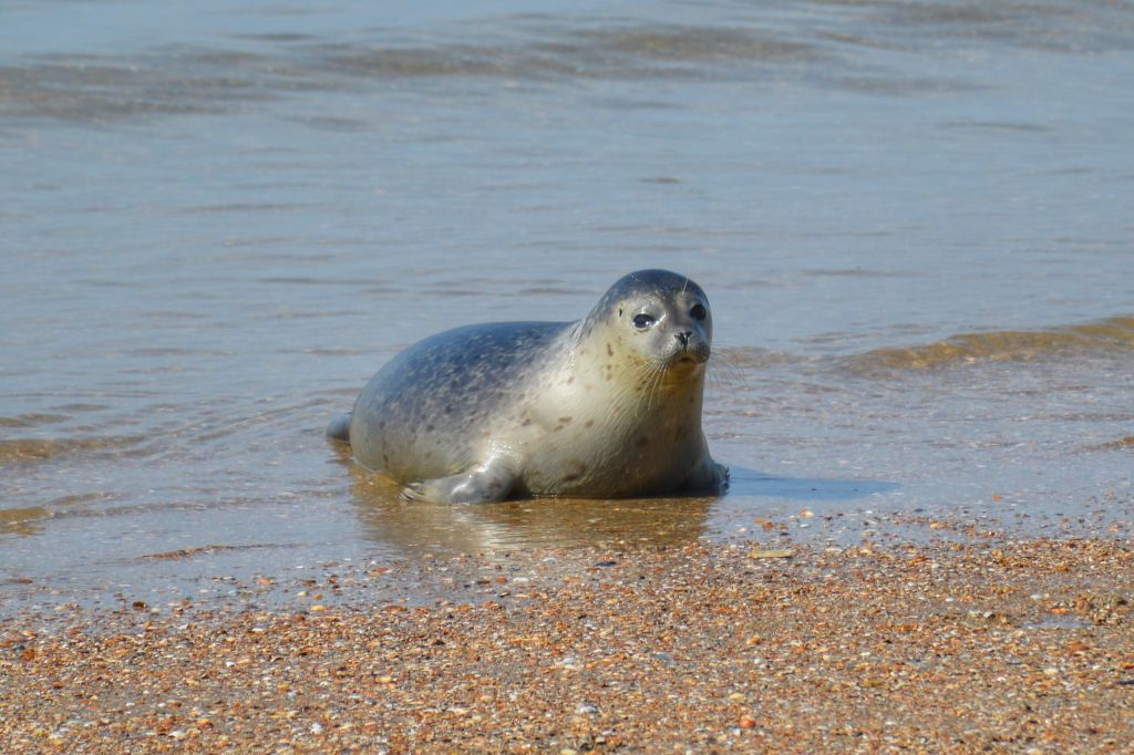 zeehonden vrijlating ouddorp