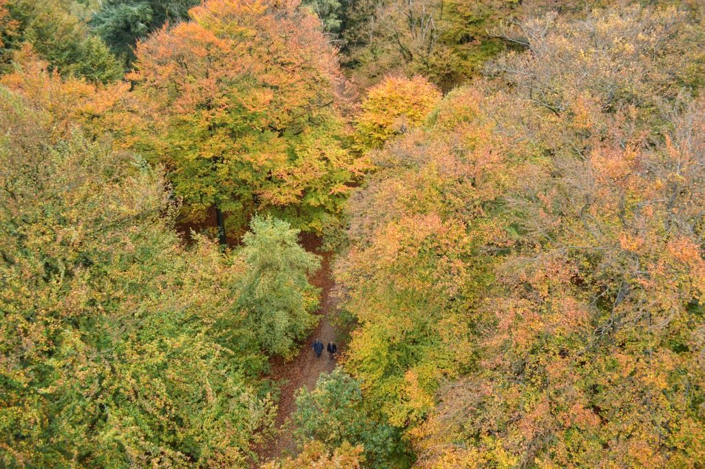 Kaapse bossen