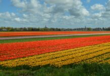 tips Bollenstreek