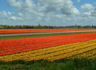 tips Bollenstreek