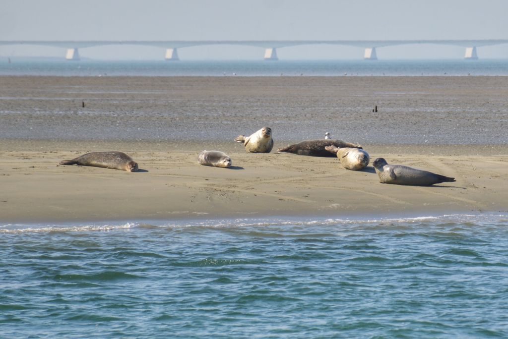 Zeehonden Oosterschelde