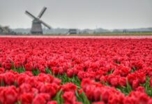 Online reis plannen door Nederland