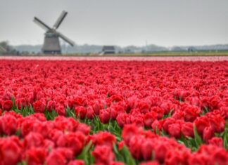 Online reis plannen door Nederland
