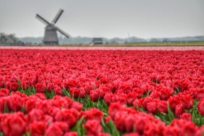 Online reis plannen door Nederland