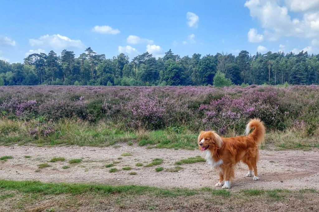 Hond op heide